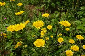 Die Färberkamille mit gelber Blüte wächst im GC SLR