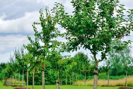 Apfelbäume der Streuobstwiese
